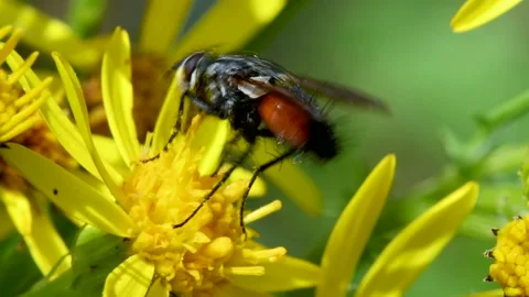 Parasite Fly on yellow flower, Eriothrix rufomaculata Stock-Footage 149024953