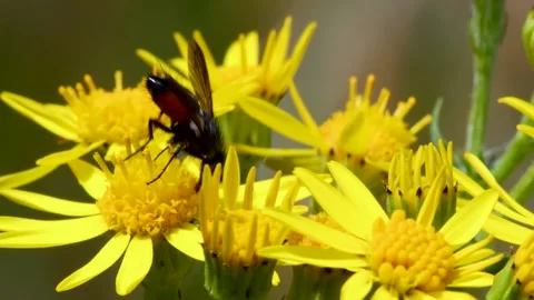Parasite Fly on yellow flower, Eriothrix rufomaculata Video stock 149024991