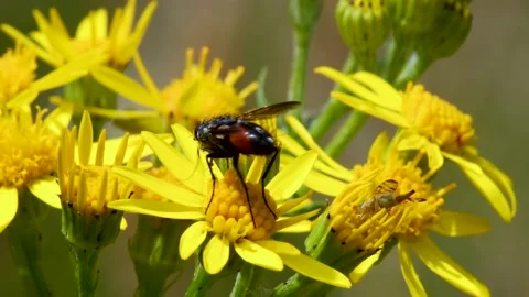 Parasite Fly on yellow flower, Eriothrix rufomaculata Video stock 149025017