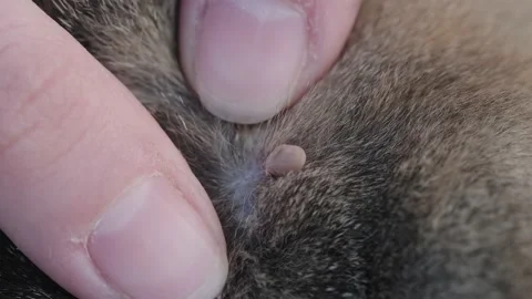 Parasite Stock Footage 131210757