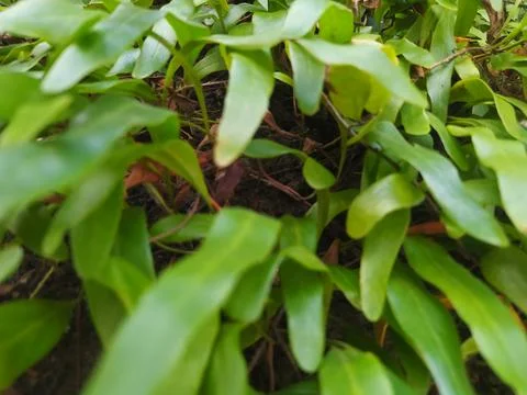 The parasite that grows on the tree trunk looks lush and green 스톡 사진