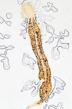Parasite  hook clip worm Stock Photos