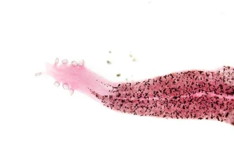 Parasite  hook clip worm Stock Photos