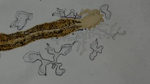 Parasite hook clip worm yellow Video stock 12711797