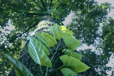 Parasite leaf on trunk Foto stock