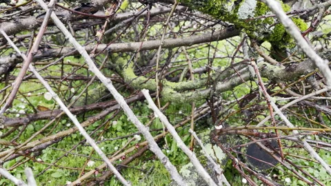 Parasite lichen leading to tree trunk and branches disease, pruned fruit tree Vídeos de archivo 316689169