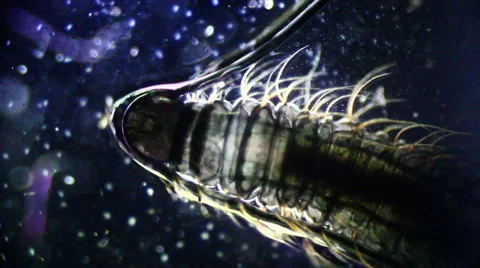 Parasite microscopic Stock Footage 60700393