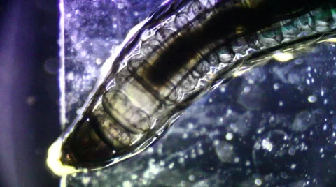 Parasite microscopic 動画素材 60700437