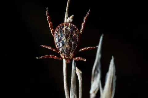 The parasite mite. Stock Photos