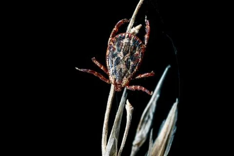 The parasite mite. Foto stock