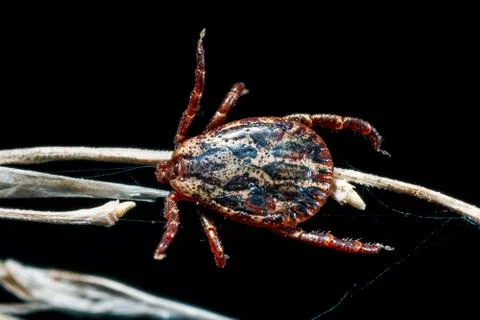 The parasite mite. Stock Photos