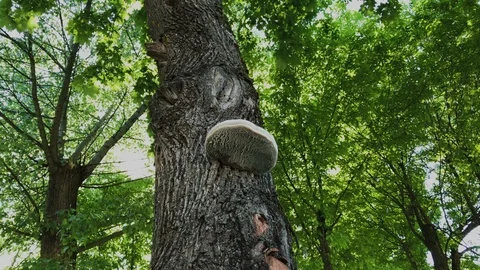 Parasite mushroom on a tree in the forest. 動画素材 109295328