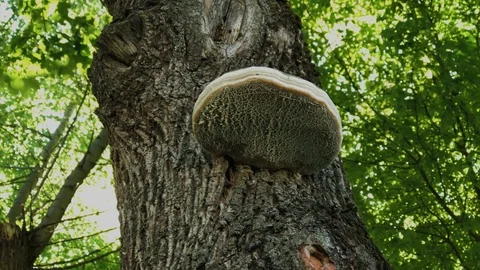 Parasite mushroom on a tree in the forest. Vídeos de archivo 109295477