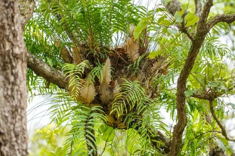 Parasite plant living on trees Stock-Fotos