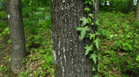 Parasite plant on tree Video stock 37231562