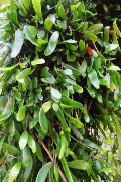 Parasite plant on a tree 스톡 사진