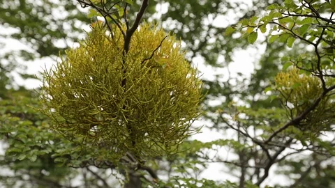Parasite plants, Misodendron punctulatum growing in a nothofagus tree Vídeos de archivo 129635367