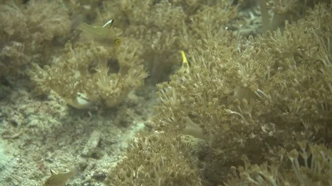 Parasite on toby eye Video stock 81119275