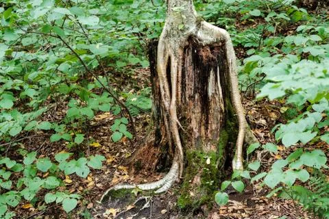 Parasite Tree 스톡 사진