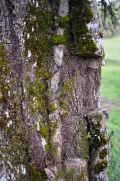Parasite tree removed Foto stock