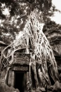 Parasite tree at Ta Prohm Stock Photos