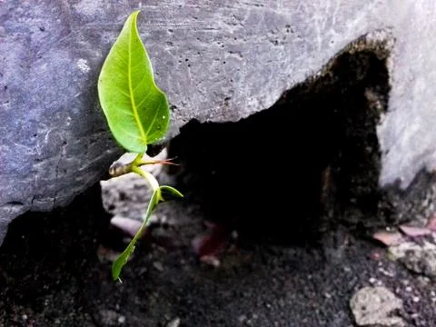 Parasite on a wall, Tree on a wall Stock Photos