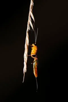Parasite Wasp Stock Photos