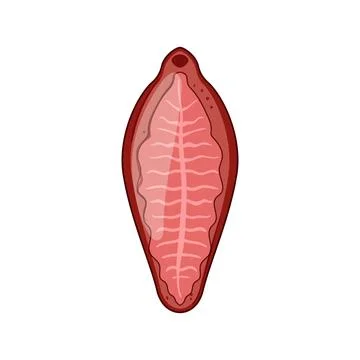 Parasite worm vector flatworm trematode diagram Illustration
