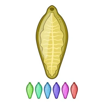 Parasite worm vector flatworm trematode diagram イラスト素材
