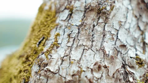 Parasites green moss covered tree bark surface, toxic fungus and pests infected Vidéo 245691950