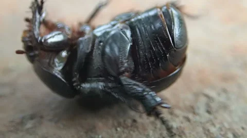 Parasites of insect attacked beetle Video stock 122613216