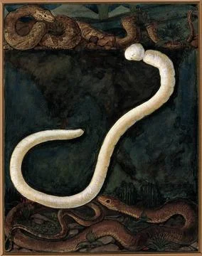 Parasites: a parasitical worm, shown much enlarged, with its hosts. Gouache.. Illustration