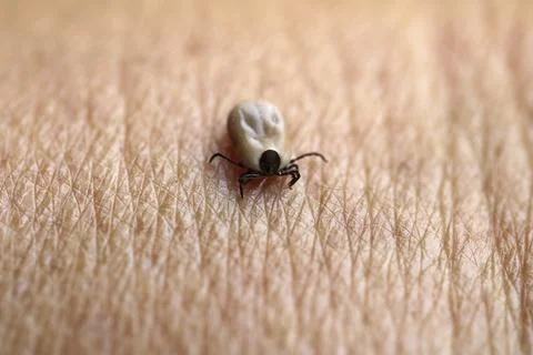 Parasites Foto stock