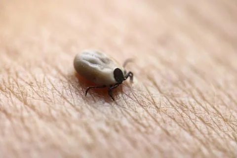 Parasites Stock Photos