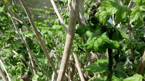 Parasites on plants. Black aphids on trees and plants. Insect pests in the garde Stock Footage 281746868
