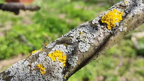 Parasitic bark of a fruit tree Vidéo 194659995