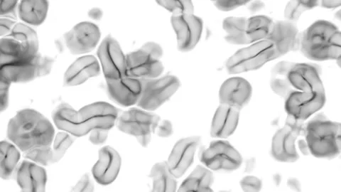 Parasitic Cells Division Simulation Under Microscope Stock Footage 315138375