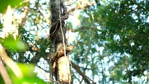 Parasitic climber plant strangling native growing tree in Garden Route forest Stock Footage 318238469