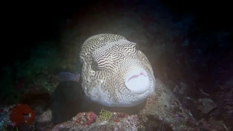 The parasitic copepod, Cymothoa exigua eats its host's tongue and attaches to Vidéo 309947305