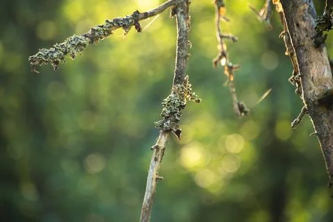 Parasitic flora on a branch of an old tree Photos