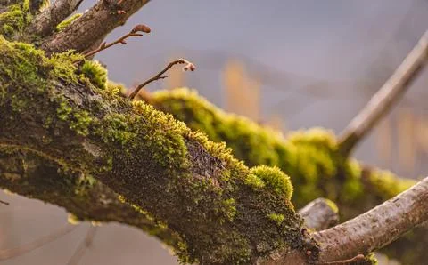 Parasitic flora on the trunk of an old tree Photos