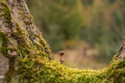 Parasitic flora on the trunk Photos