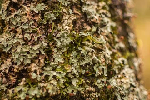 Parasitic flora on the trunk Photos