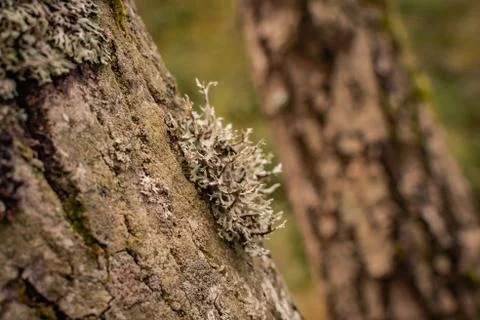 Parasitic flora on the trunk Photos