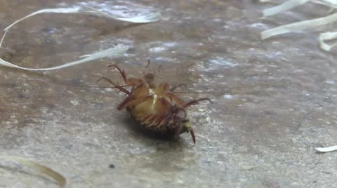 Parasitic Stock Footage 10695142