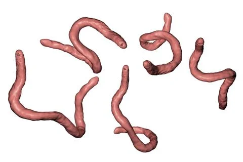 Parasitic hookworm Ancylosoma Illustrazione stock