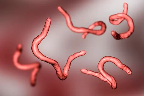 Parasitic hookworm Ancylosoma Stock Illustration