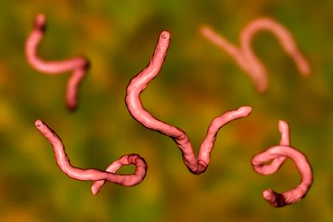 Parasitic hookworm Ancylosoma Illustration