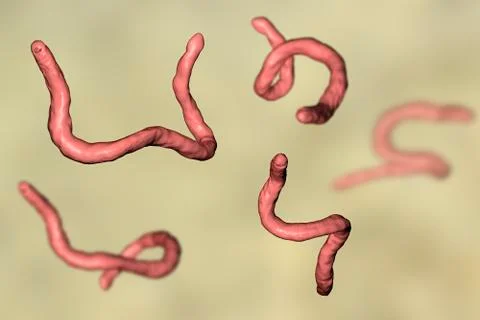 Parasitic hookworm Ancylosoma Stock Illustration