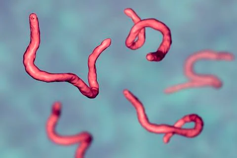 Parasitic hookworm Ancylosoma イラスト素材